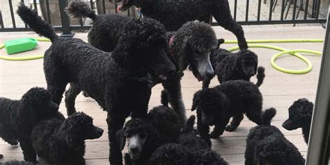 berkshire poodles albany ma.